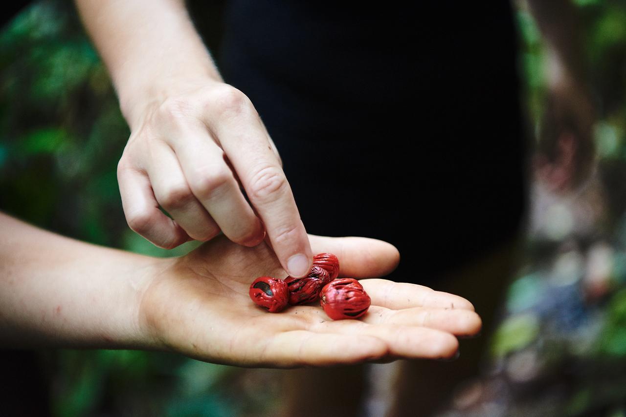 Daintree Ecolodge Dış mekan fotoğraf