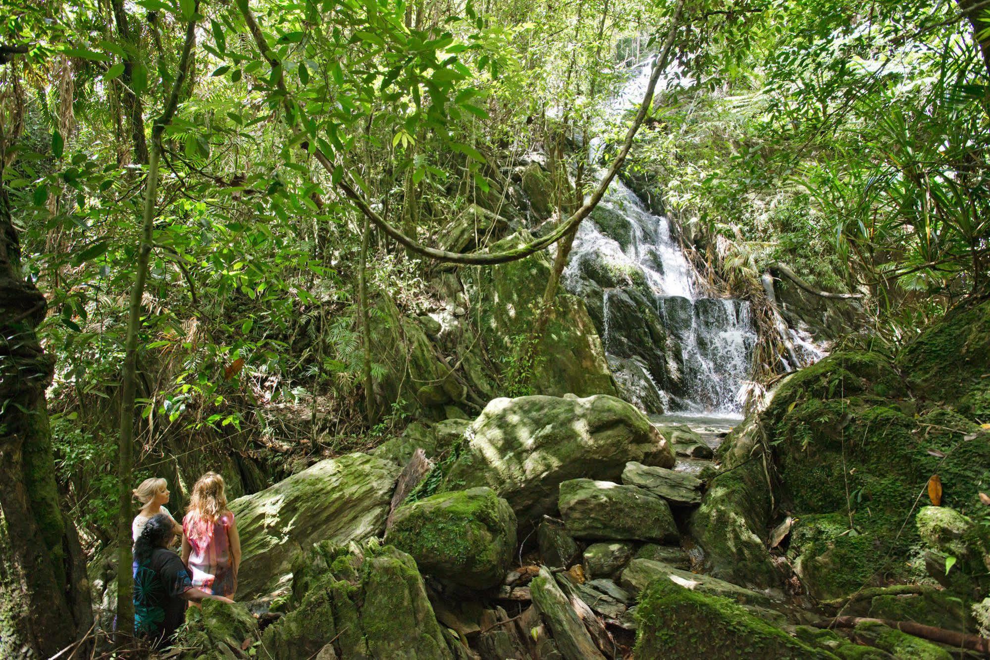 Daintree Ecolodge Dış mekan fotoğraf